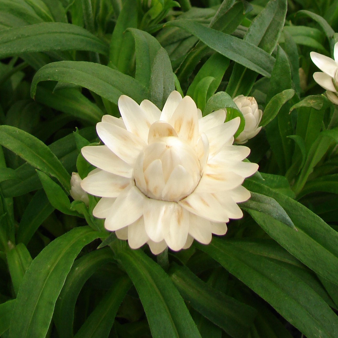 Hoa bất tử màu trắng 2