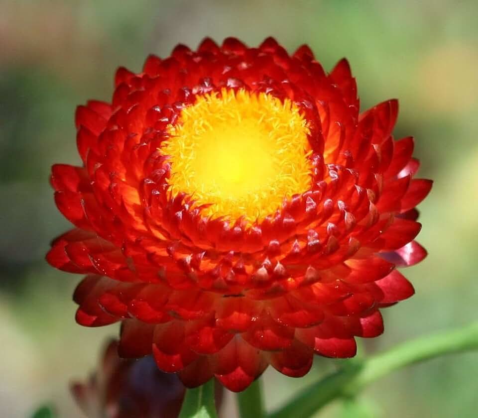 Hoa bất tử màu đỏ 4