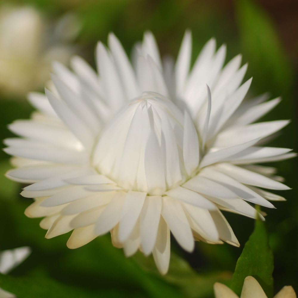 Hoa bất tử màu trắng 4