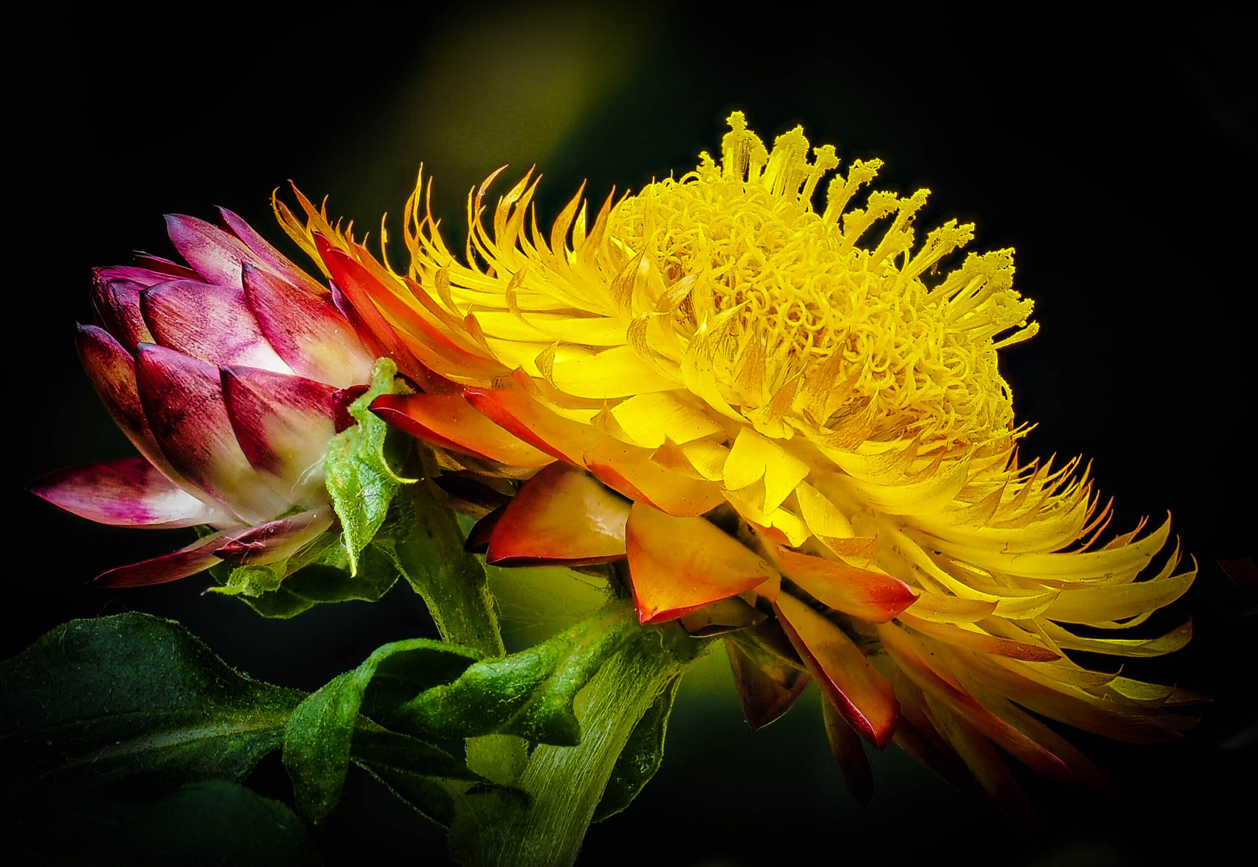 Hoa bất tử màu vàng 3