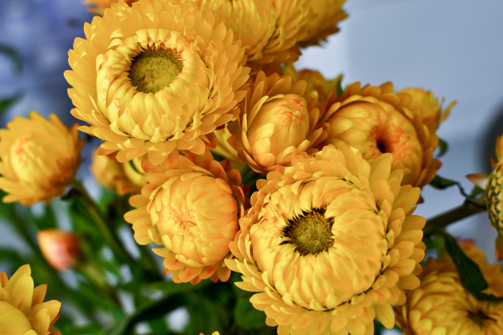 Hoa bất tử màu vàng 4