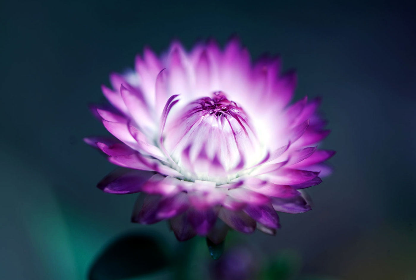 Hoa bất tử màu tím 5