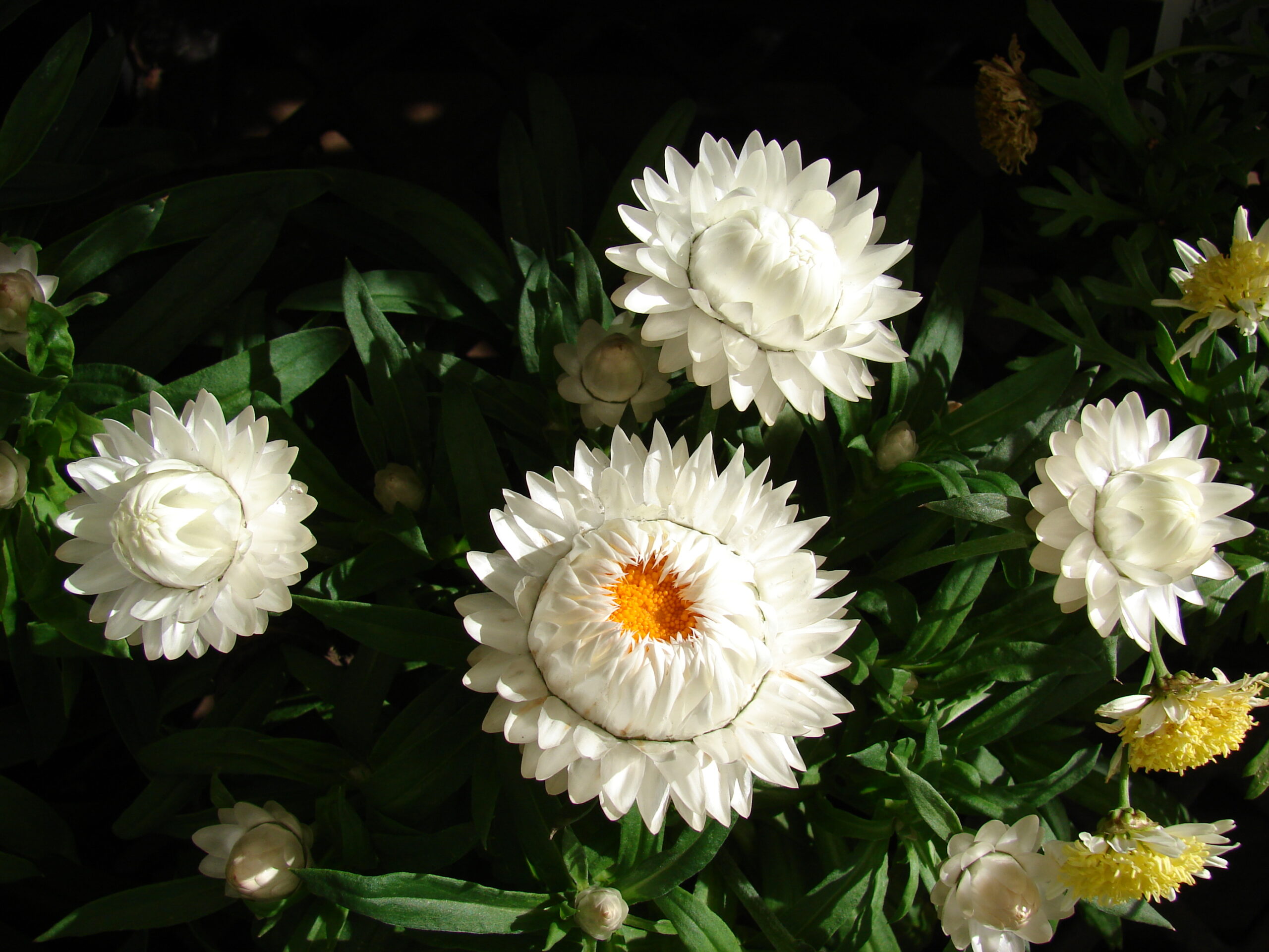 Hoa bất tử màu trắng 6