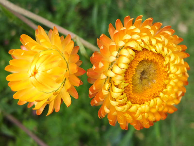 Hoa bất tử màu vàng 7