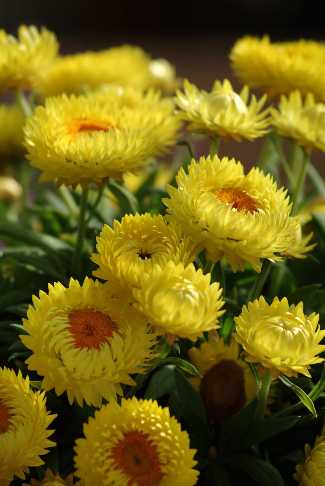 Hoa bất tử màu vàng 8