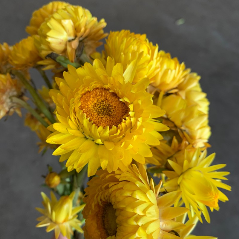 Hoa bất tử màu vàng 9