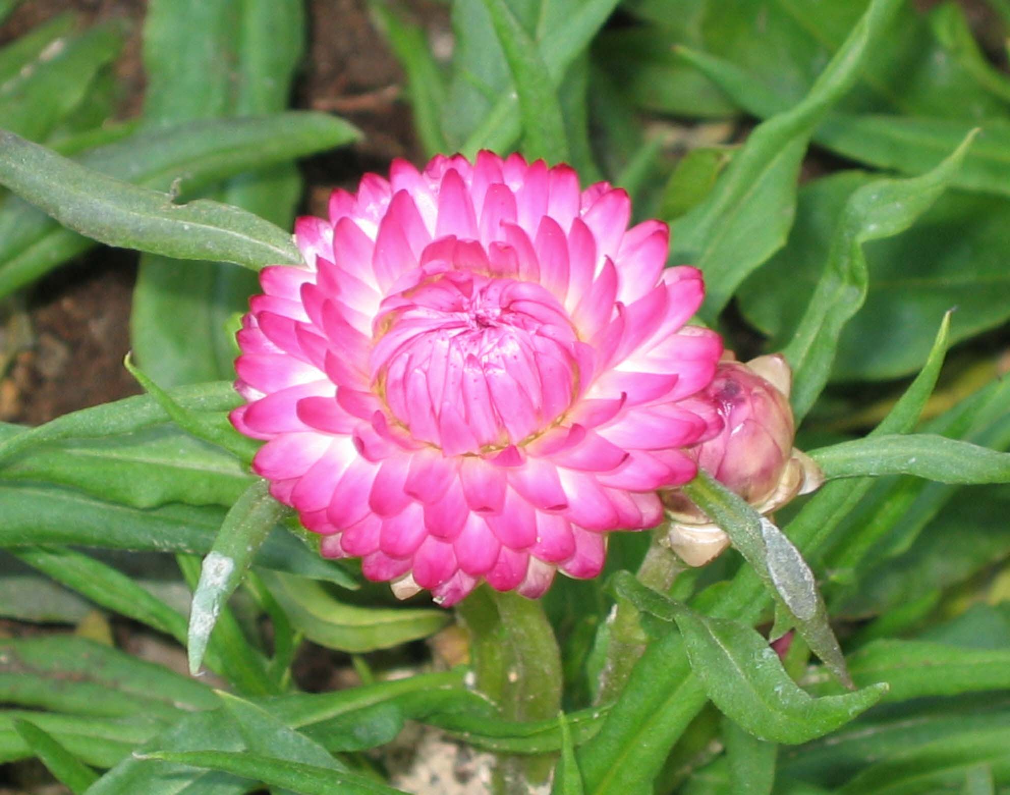 Hoa bất tử màu hồng 6