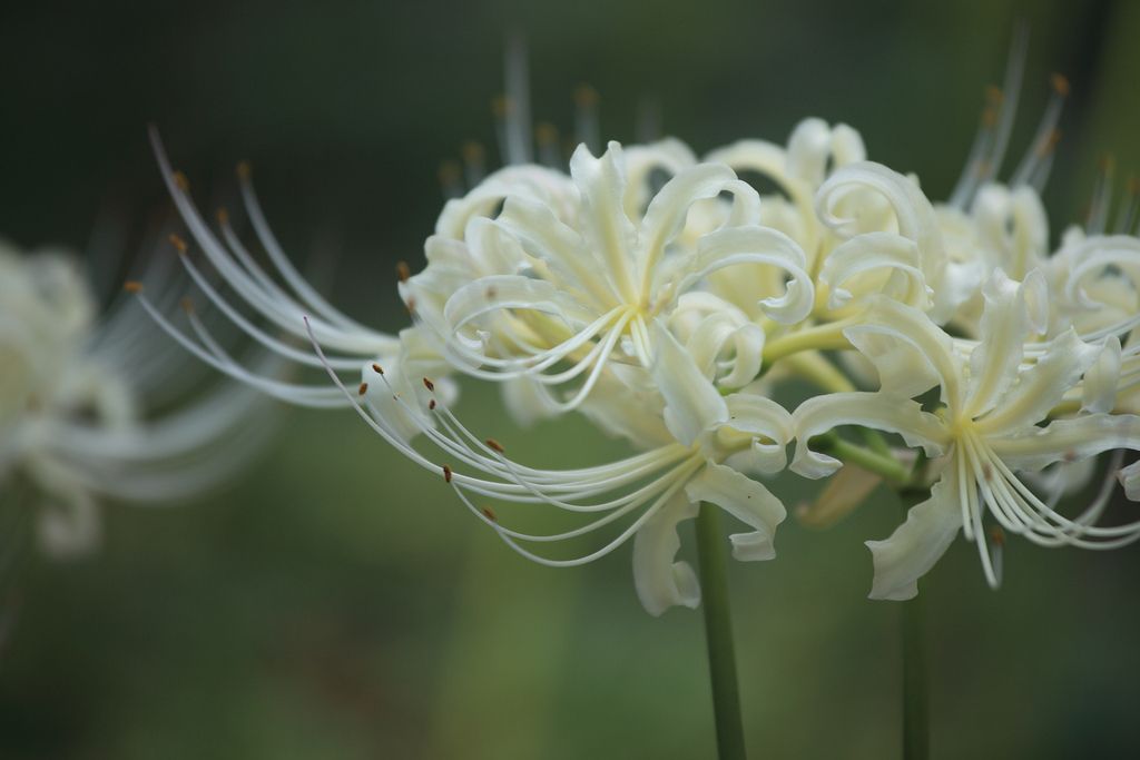 Hoa Bỉ Ngạn trắng