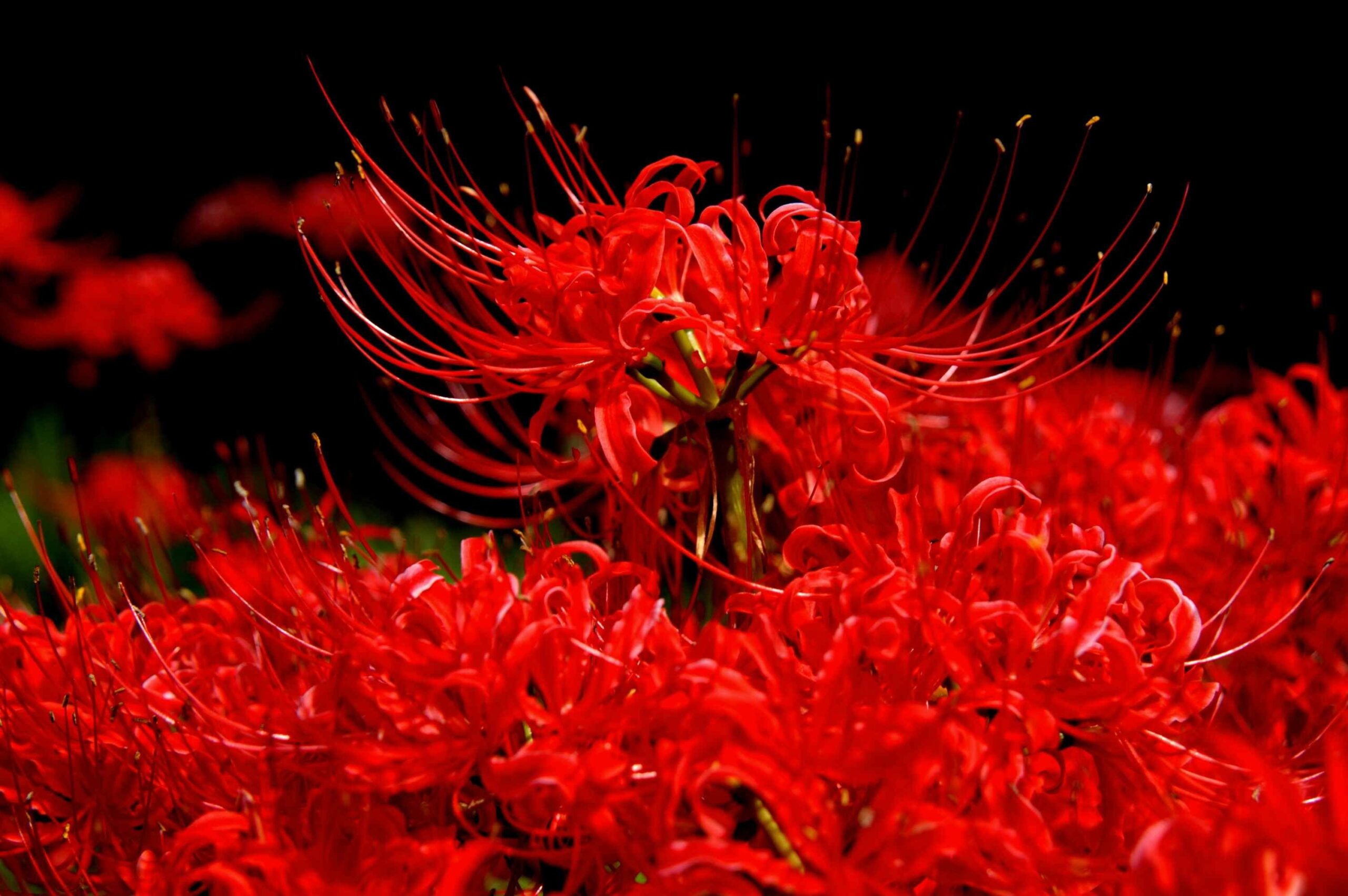 Hoa bỉ ngạn đỏ 15