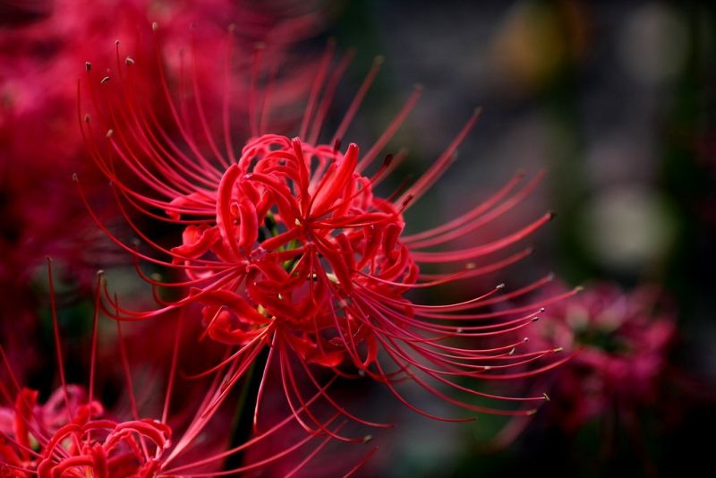 Hoa bỉ ngạn đỏ 14
