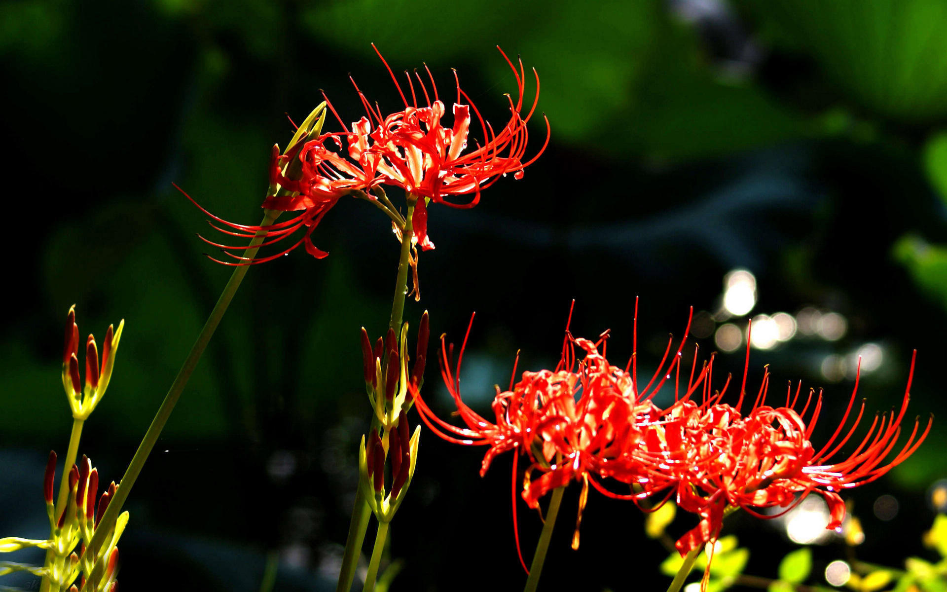 Hoa bỉ ngạn đỏ 12