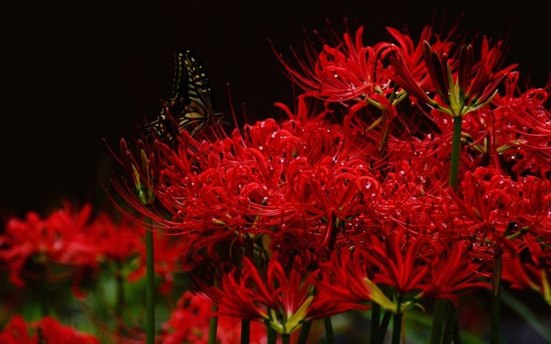 Hoa bỉ ngạn đỏ 10