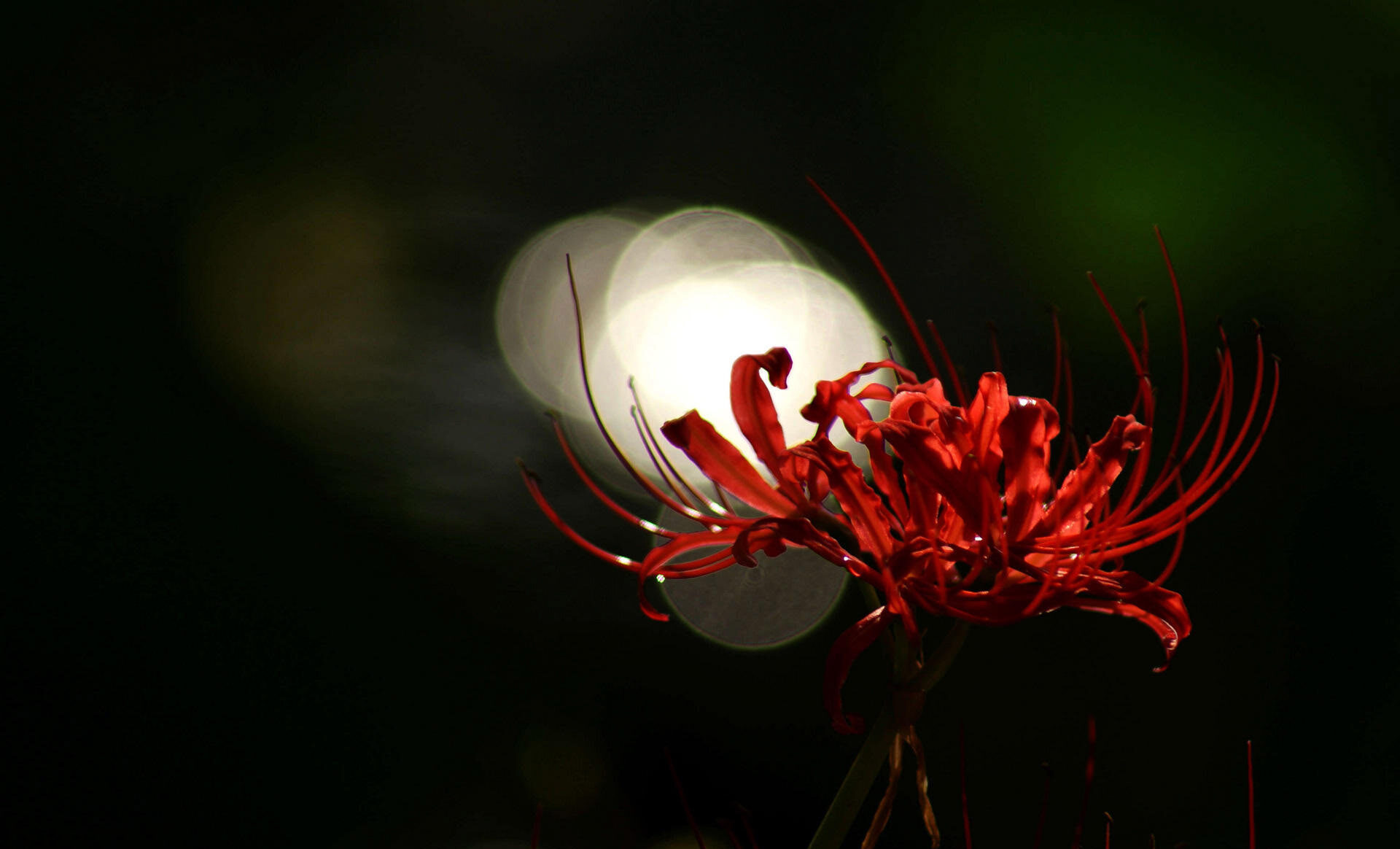 Hoa bỉ ngạn đỏ 8