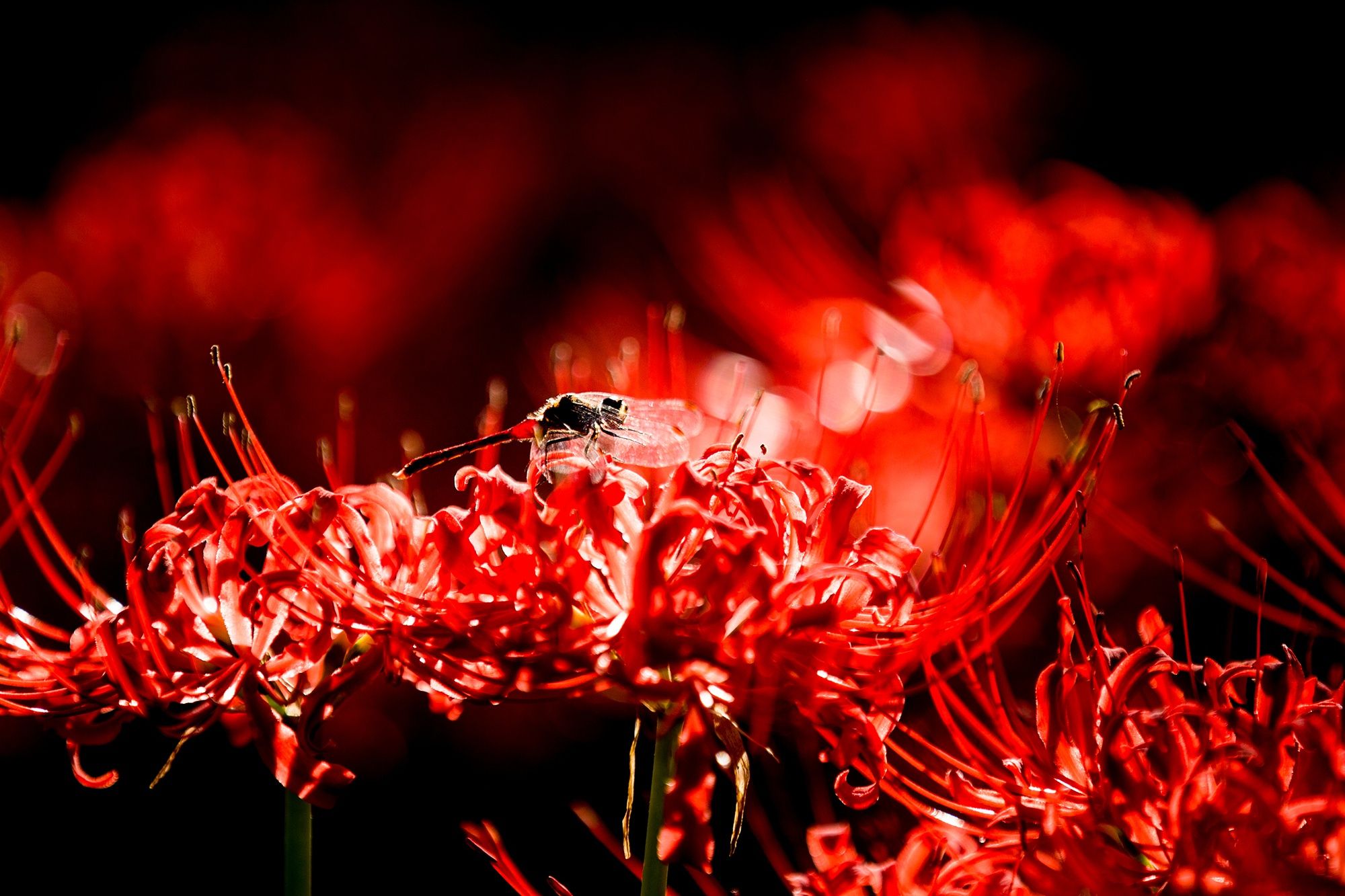 Hoa bỉ ngạn đỏ 6