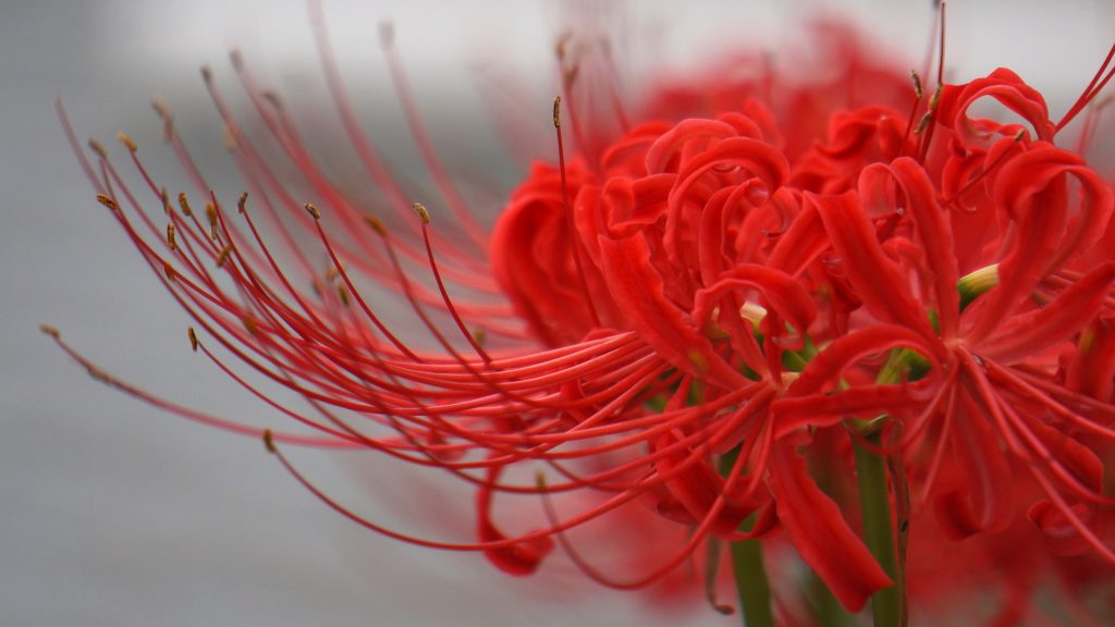 Hoa bỉ ngạn đỏ 4