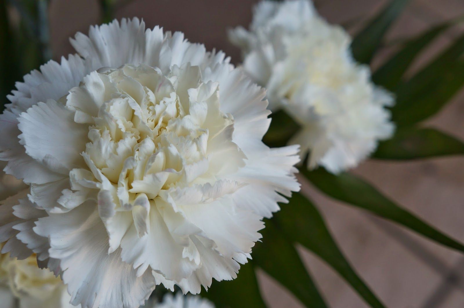 Hoa cẩm chướng 5