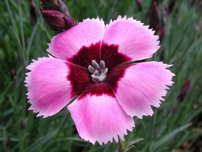 Hoa cẩm chướng 6