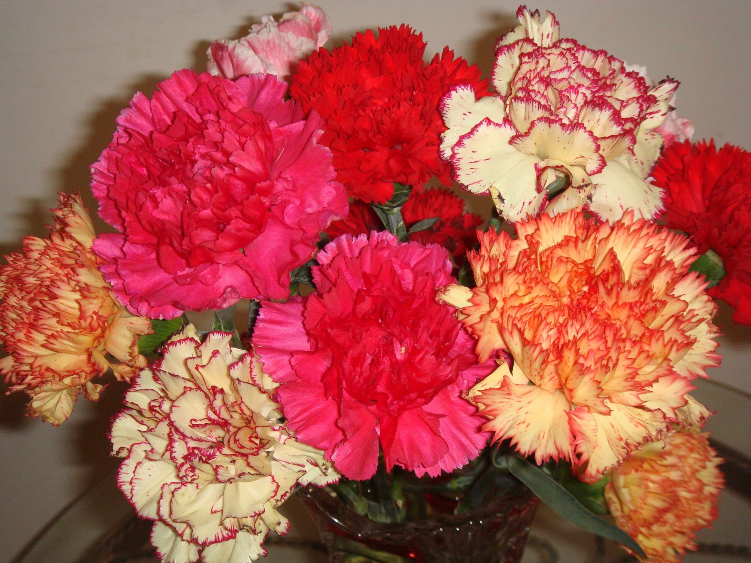 Hoa cẩm chướng 7