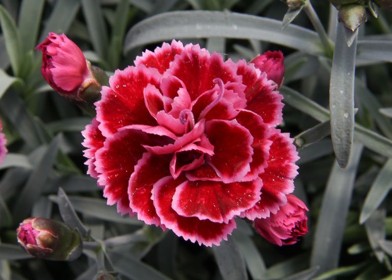 Hoa cẩm chướng 8