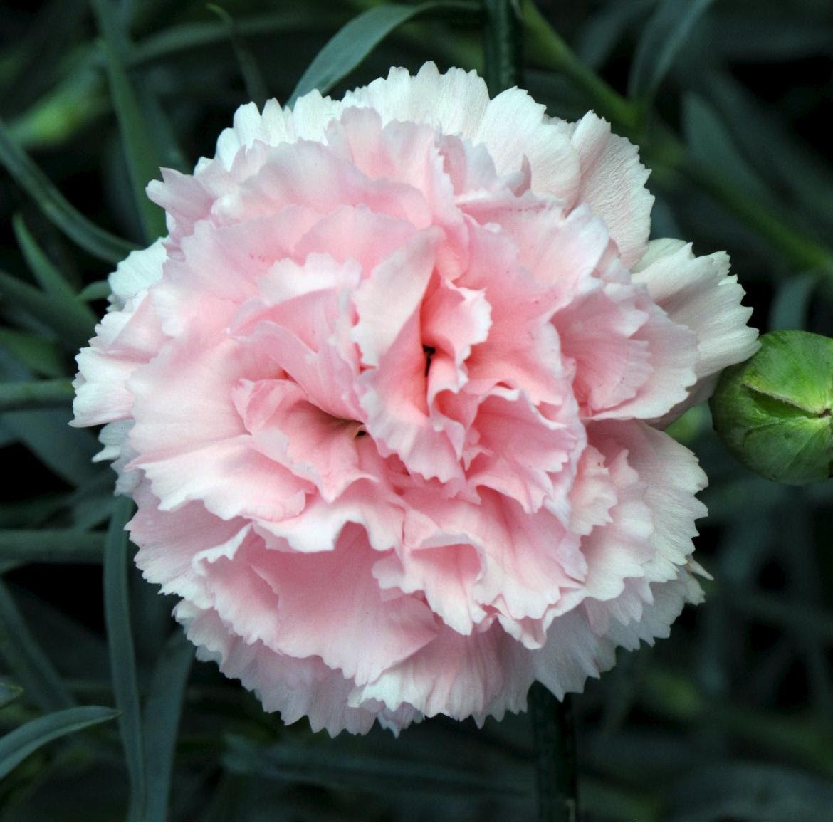 Hoa cẩm chướng 10