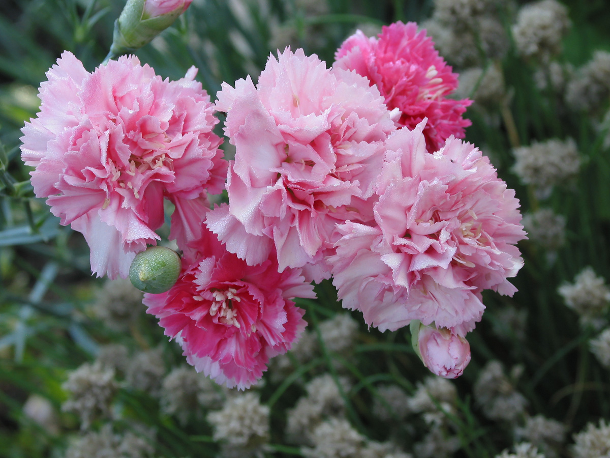 Hoa cẩm chướng 11