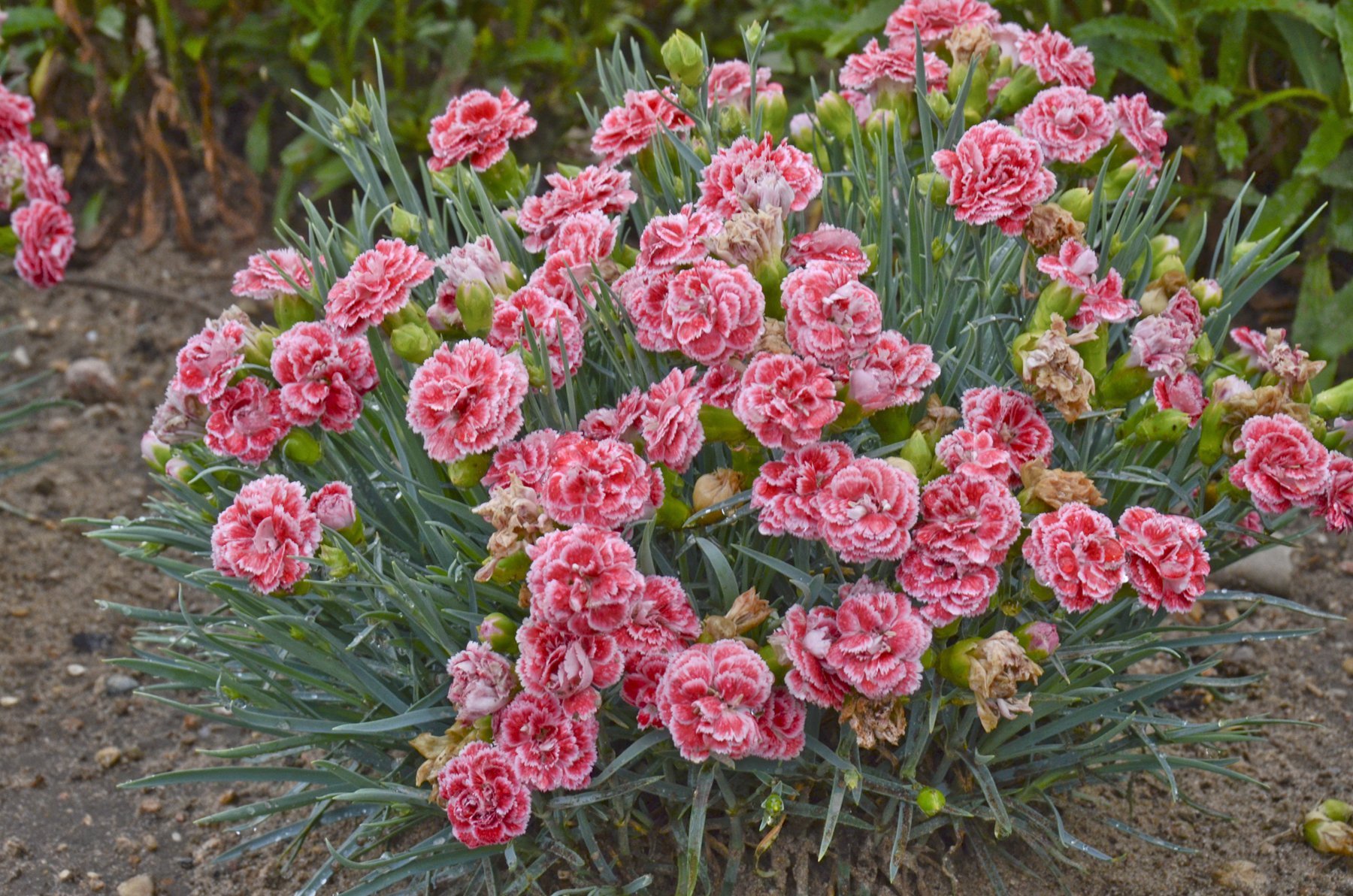 Hoa cẩm chướng 21
