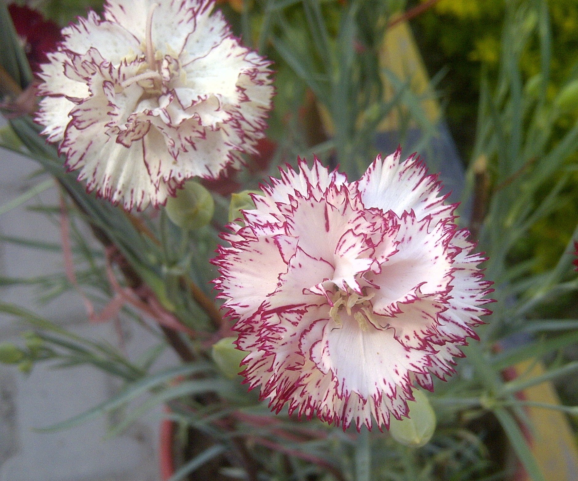 Hoa cẩm chướng 22