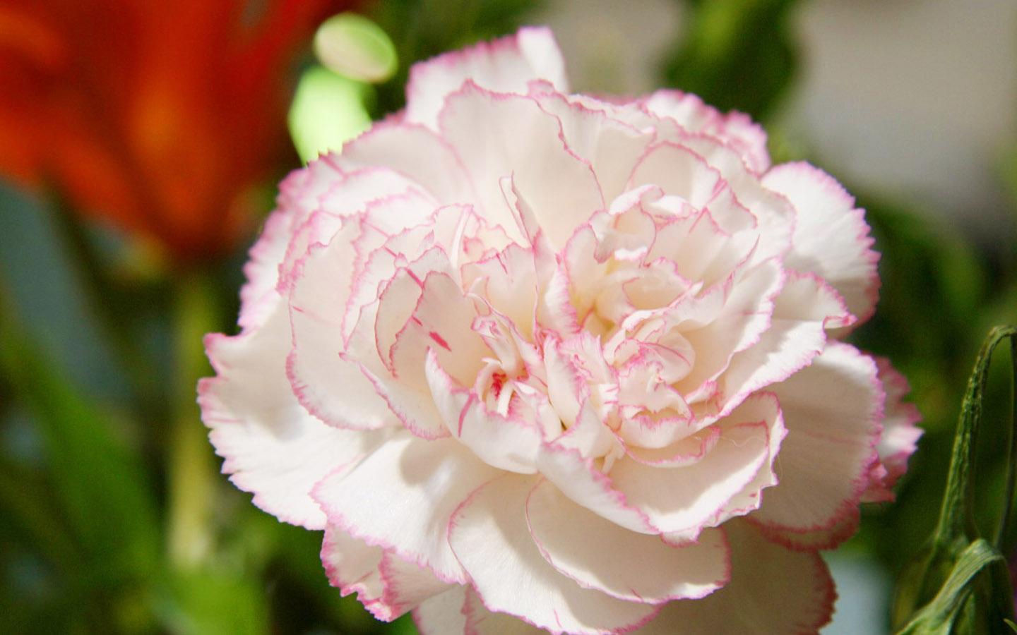 Hoa cẩm chướng 23