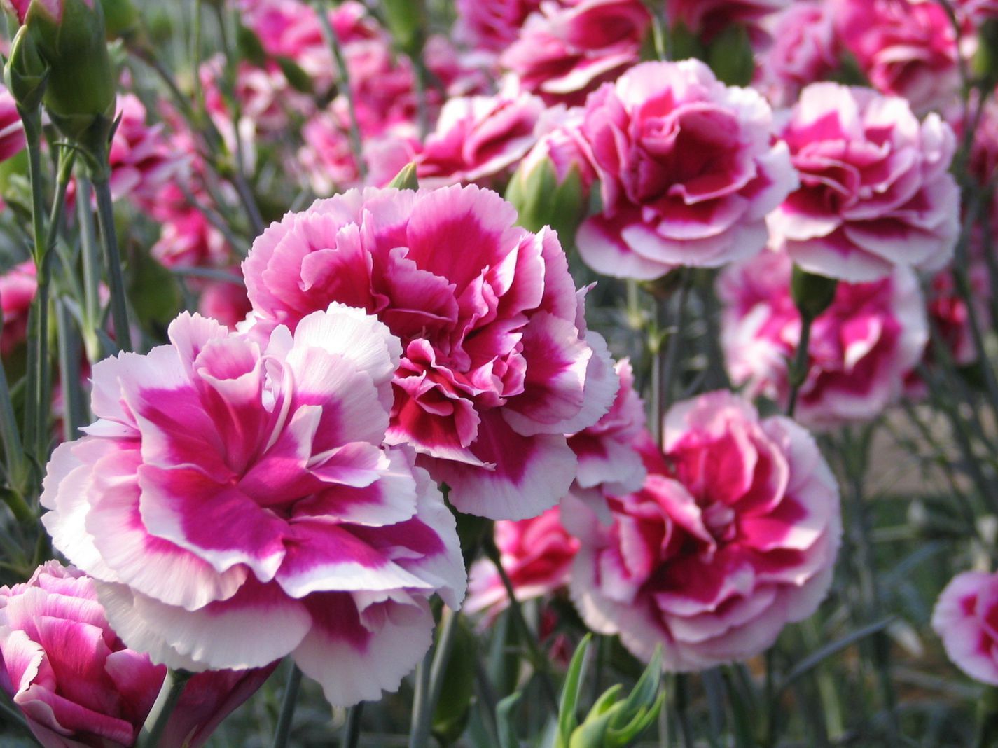 Hoa cẩm chướng 24