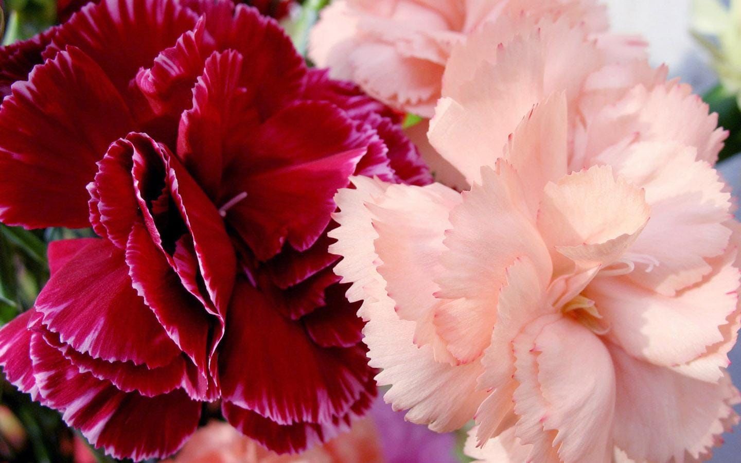Hoa cẩm chướng 25