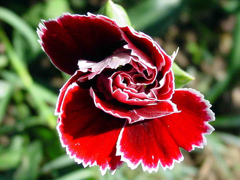 Ý nghĩa hoa cẩm chướng  2