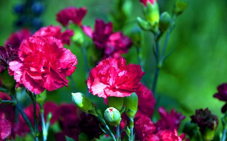 Ý nghĩa hoa cẩm chướng   10