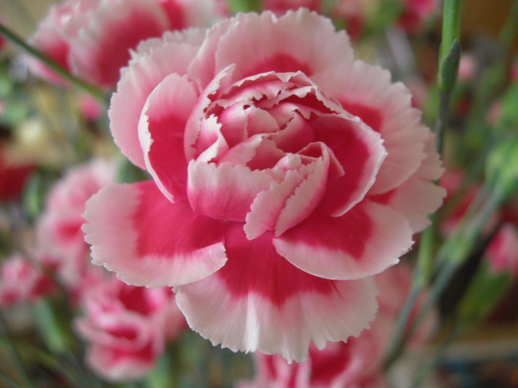 Ý nghĩa hoa cẩm chướng   15
