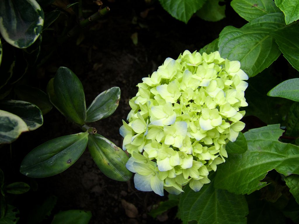 Hoa cẩm tú cầu 26