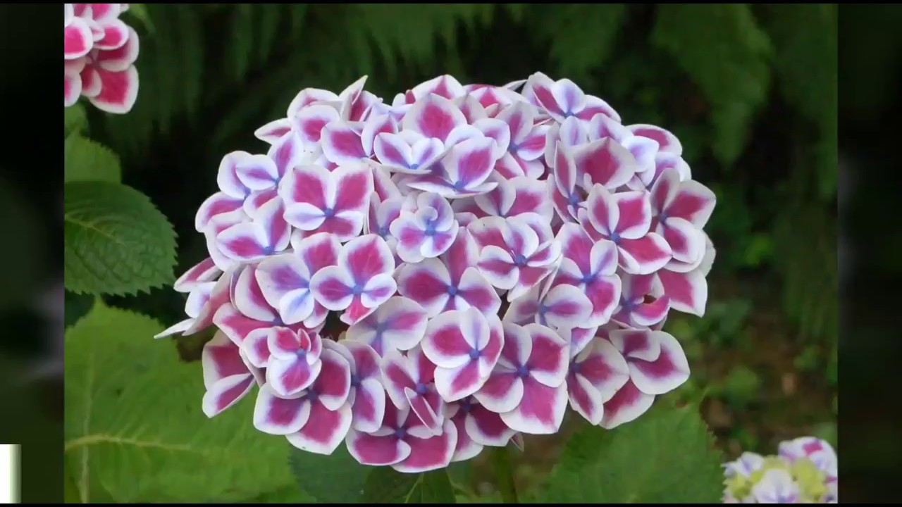 Hoa cẩm tú cầu 43