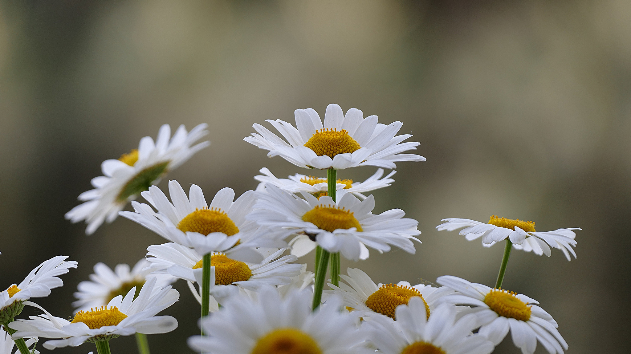 hoa cúc trắng 16