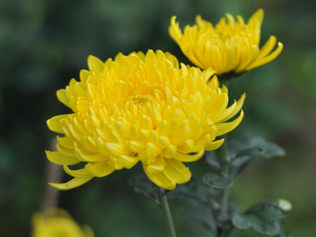 Hoa cúc màu vàng 1