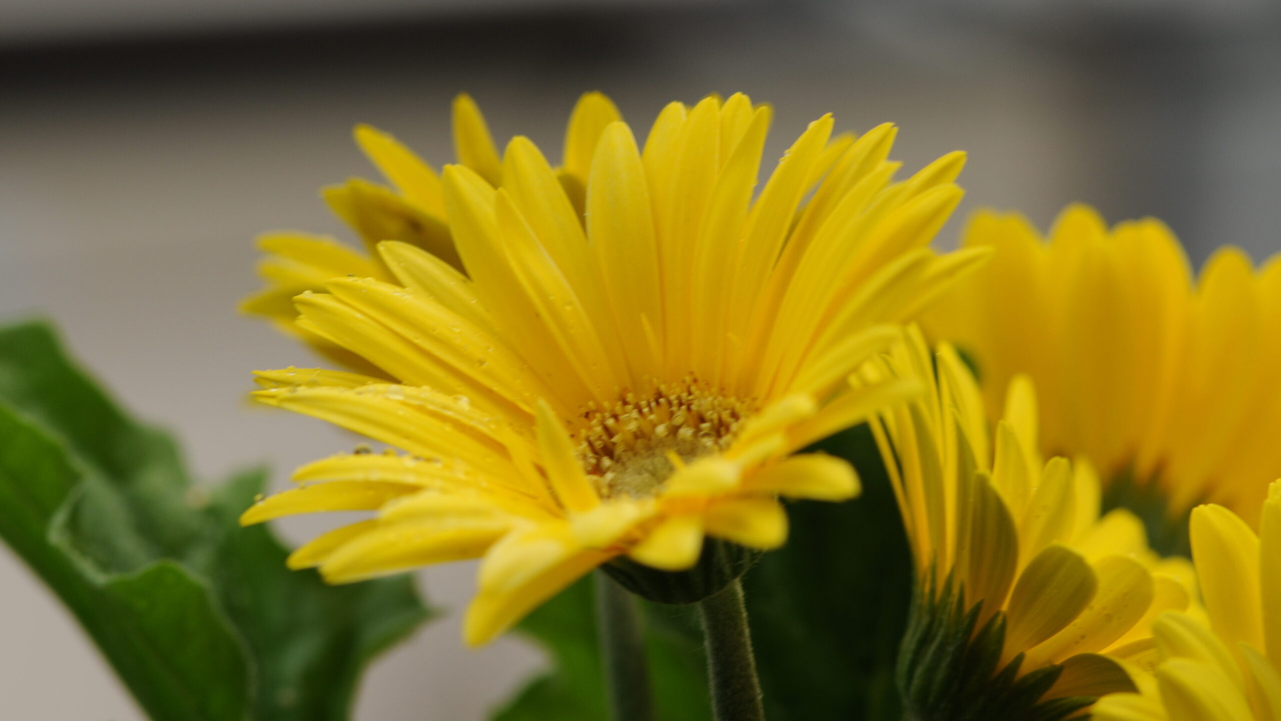 Hoa cúc màu vàng 4