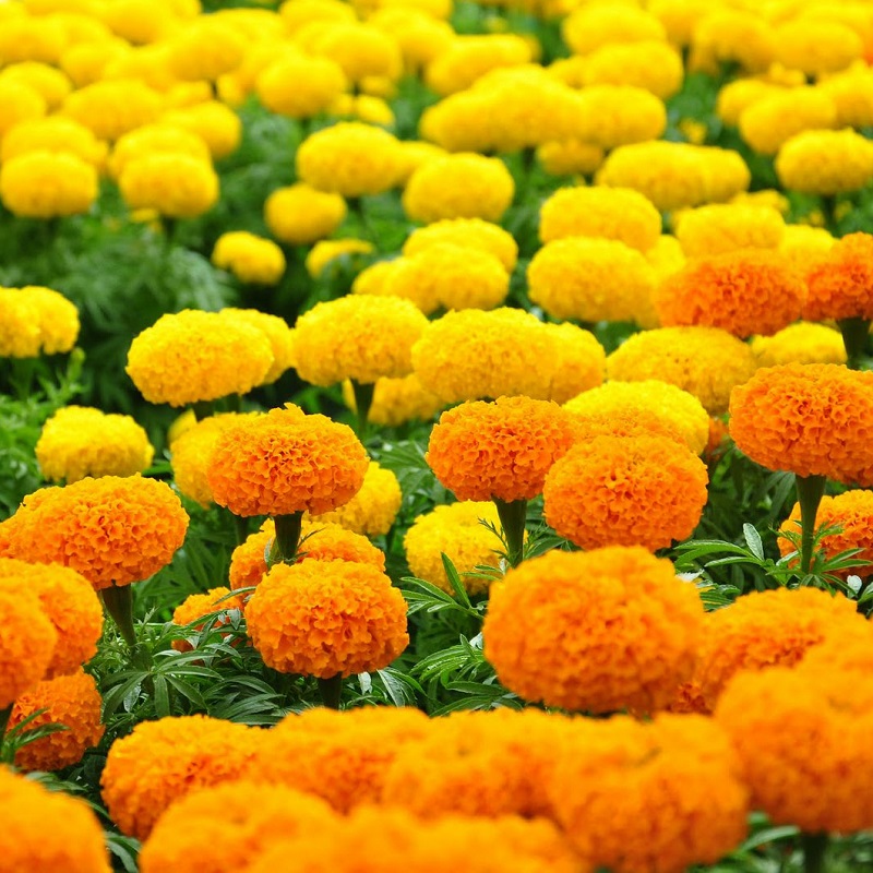 Hoa cúc màu vàng 3