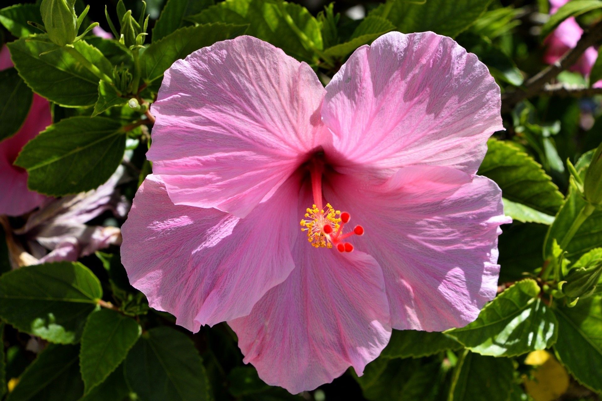 Hoa dâm bụt màu hồng 3