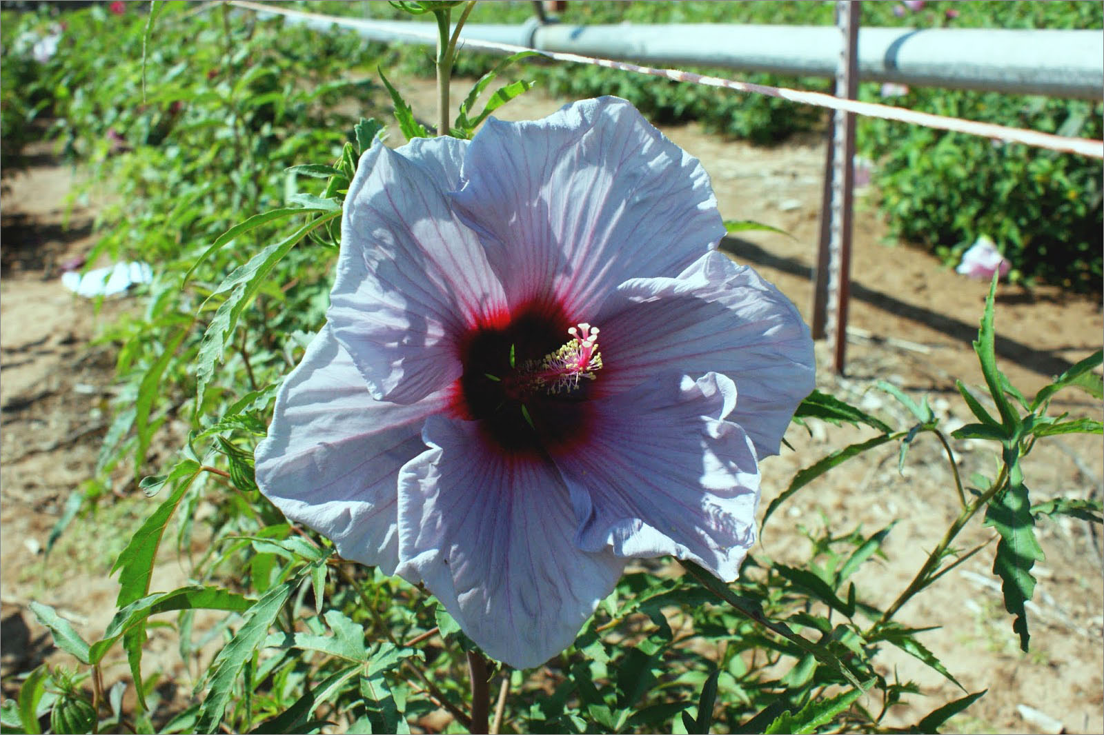 Hoa dâm bụt màu tím 1