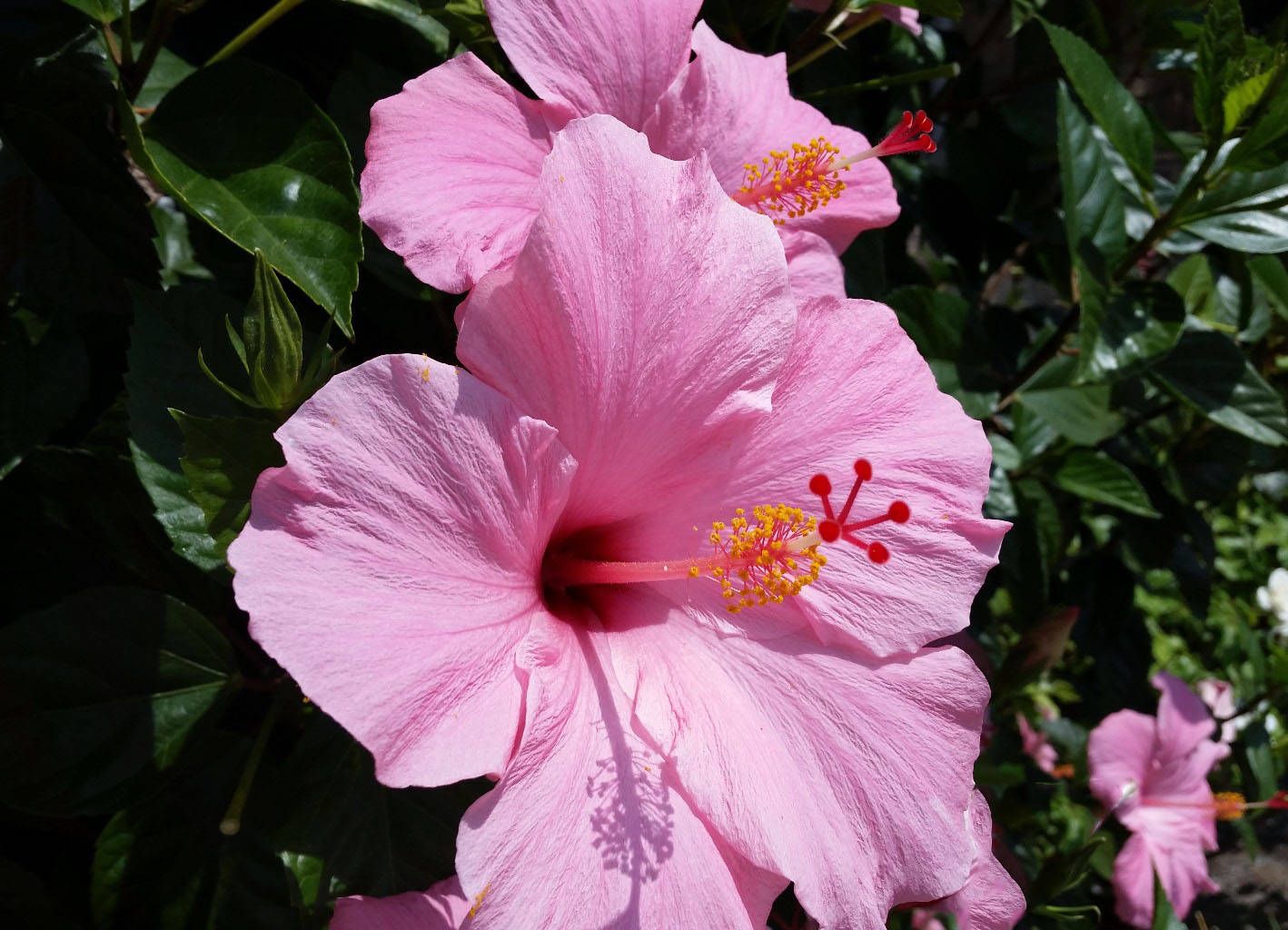 Hoa dâm bụt màu hồng 6