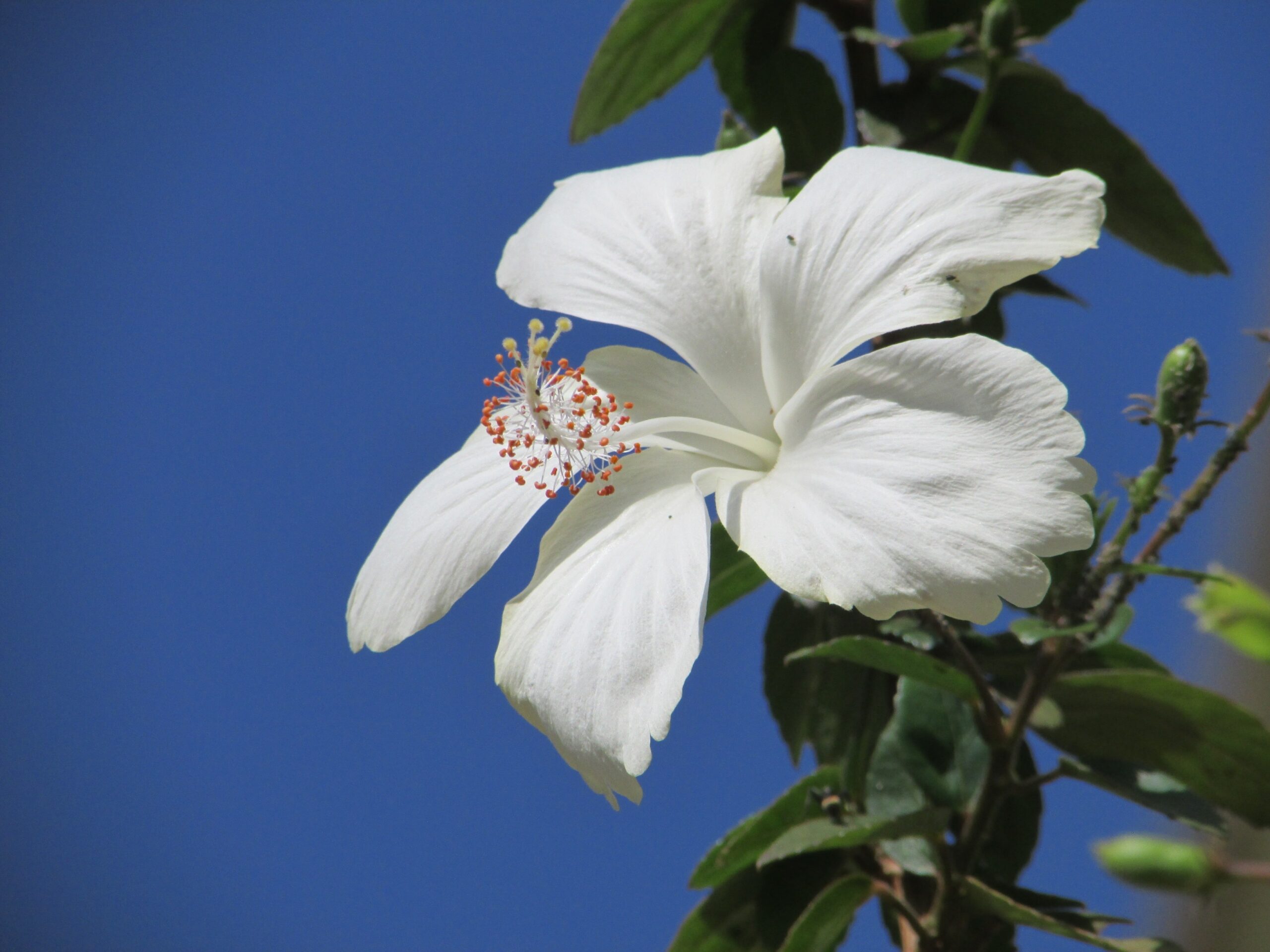 Hoa dâm bụt màu trắng 1