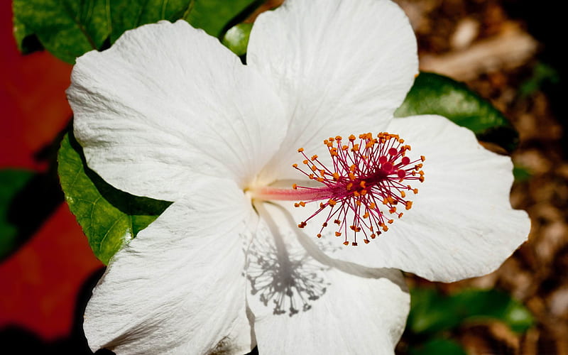 Hoa dâm bụt màu trắng 2