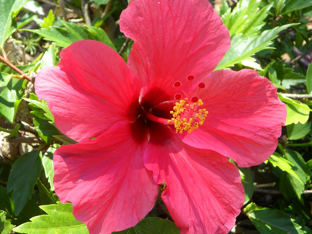 Hoa dâm bụt màu hồng 7