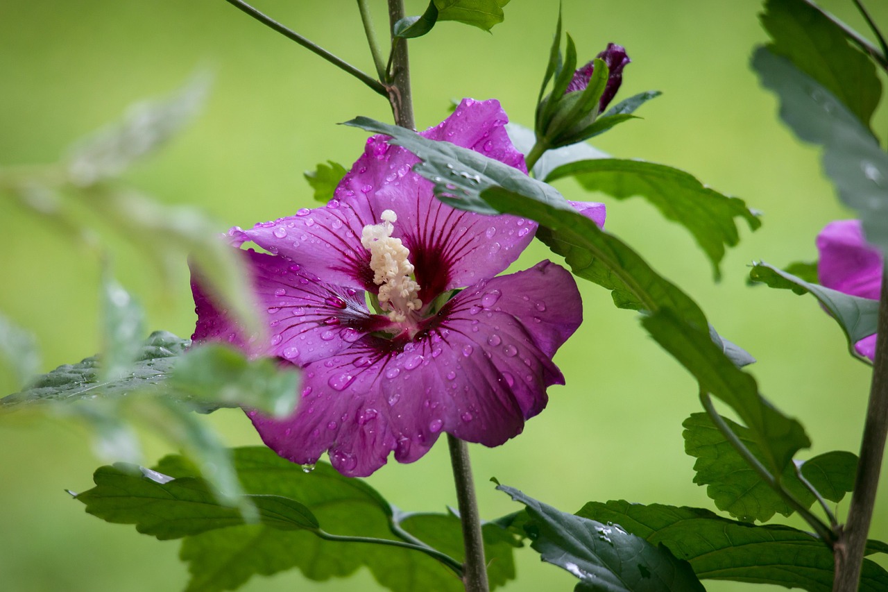 Hoa dâm bụt màu tím 2