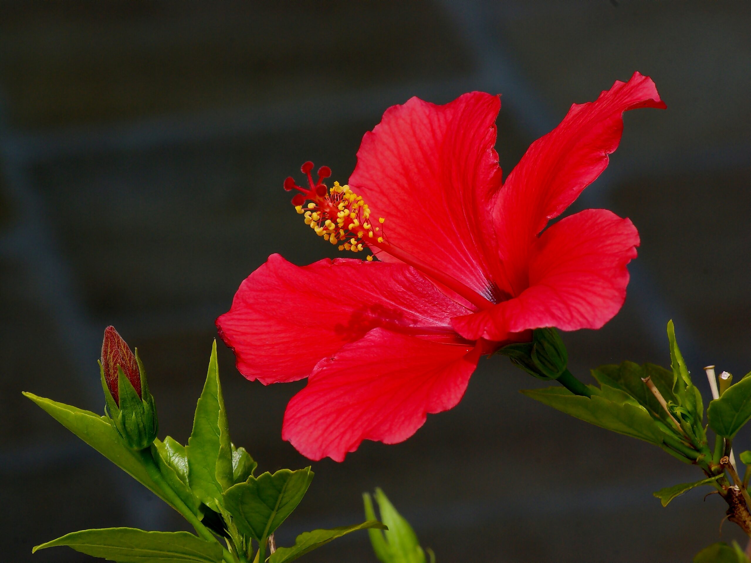 Hoa dâm bụt màu đỏ 9