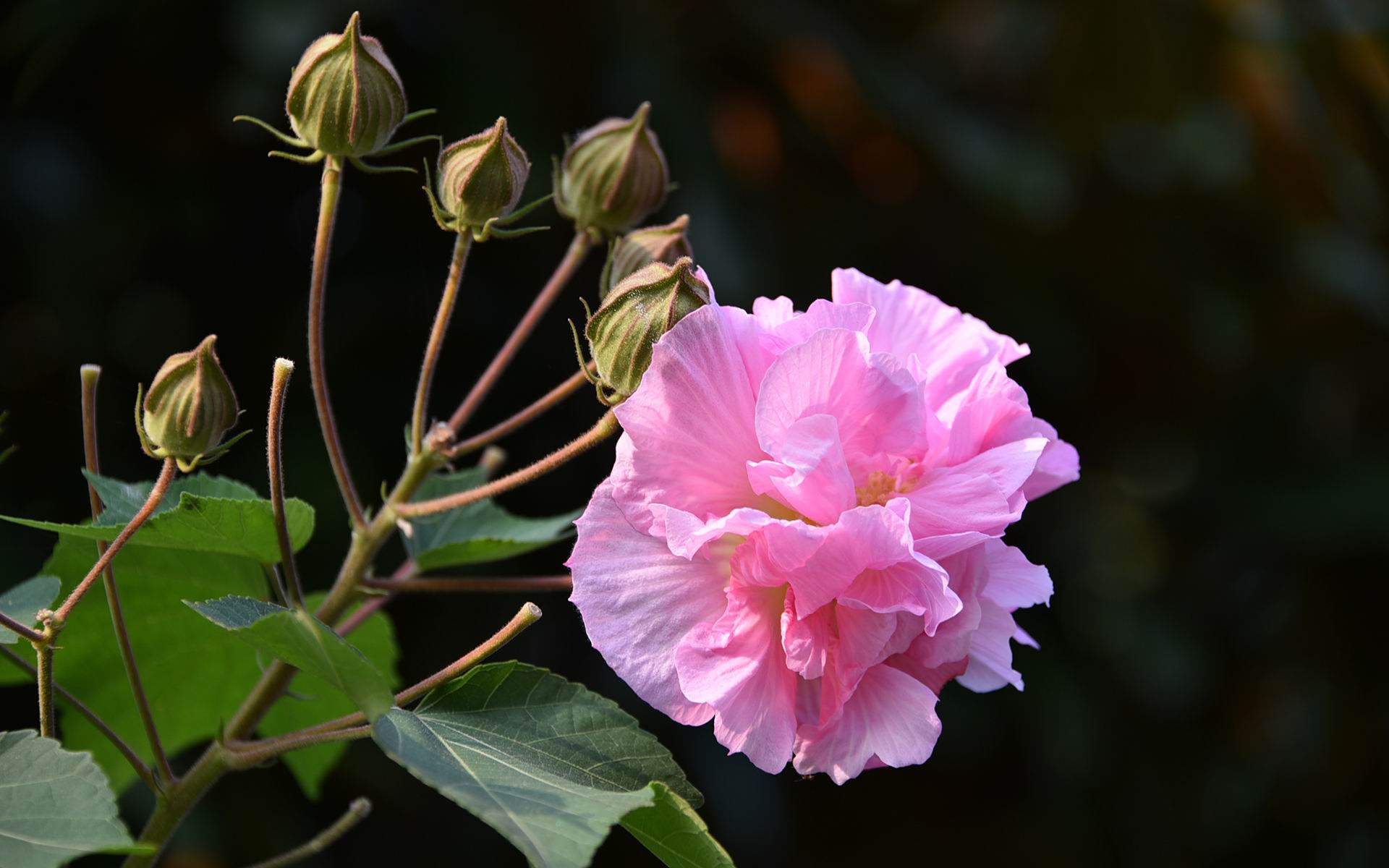 Hoa dâm bụt màu hồng 9