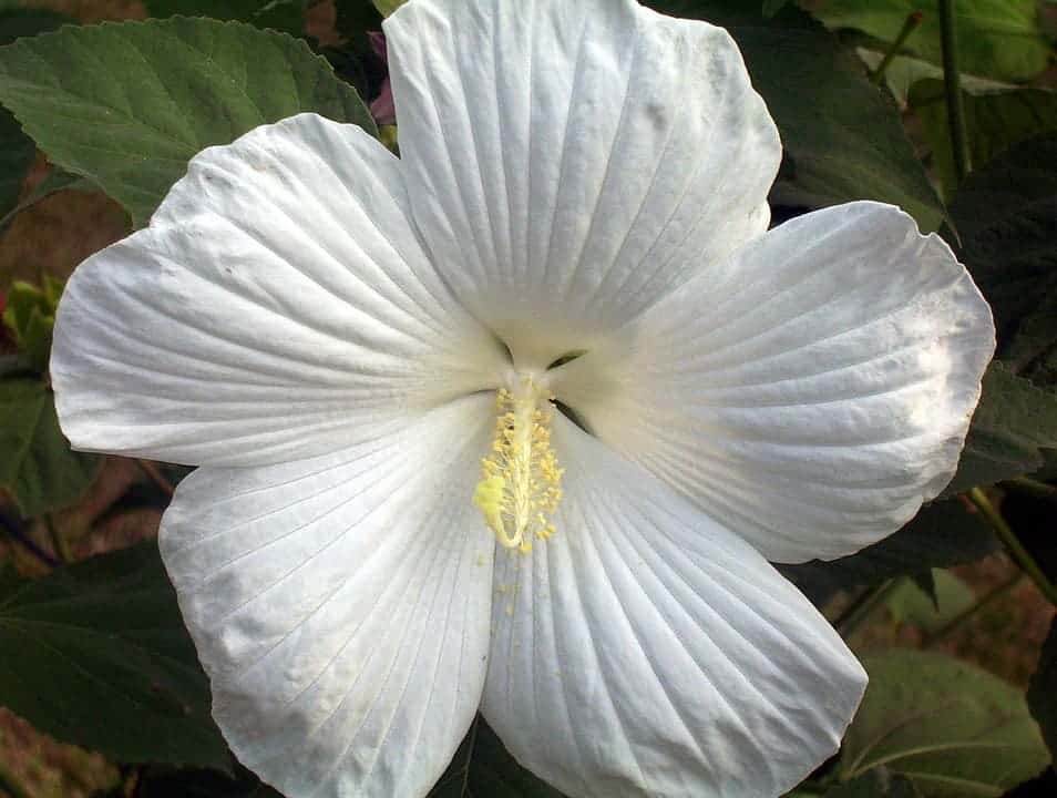 Hoa dâm bụt màu trắng 4