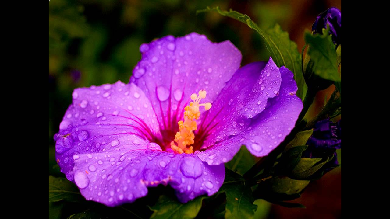 Hoa dâm bụt màu tím 3